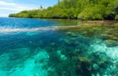 Mangroves and reef drop off on western side of Korbekwan