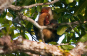 Warsambin, Pulau Waigeo: A kuskus wakes in the evening