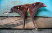 Warsambin, Pulau Waigeo: Giant moth. From  the <i>Uraniidae</i> family, this monster had a wingspan of about 20cm