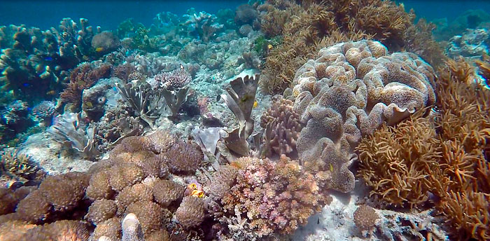 snorkeling raja ampat