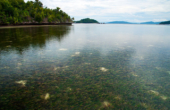 Rich seagrass beds at entrance to the passage to Dore Mkun