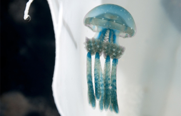 Cyan and white spotted jellyfish from Gam Bay. Is it dangerous? Dunno. Didn't touch it!