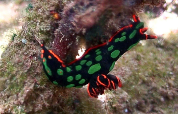 Seen snorkeling in Raja Ampat: nudibranch Nembrotha kubaryana