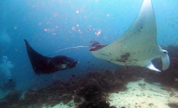 Manta Sandy