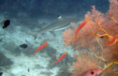 Black Tip Reef Shark at Sardine<br /><i>Photo by Ruben Sauyai</i>