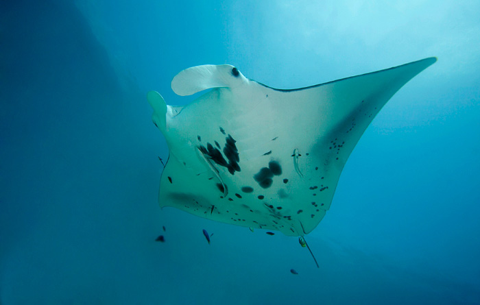 Raja Ampat diving lessons - iStock image