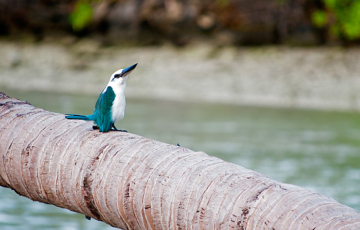 Birding in Raja Ampat