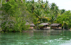 Walking Shark Homestay