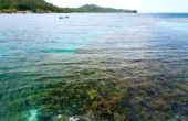 The reef dropoff near Sea Whip Homestay