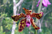 Orchid (Vanda lissochiloides)<br /><i>Photo: Rits Kafiar</i>