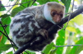 Waigeo spotted cuscus<br /><i>Photo: Rits Kafiar</i>