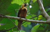 Juvenile Red Bird of Paradise<br /><i>Photo: Rits Kafiar</i>