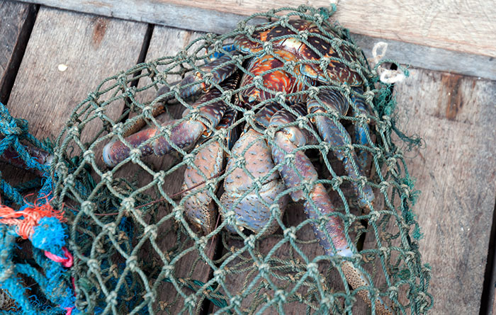 Coconut crabs, Birgus latro