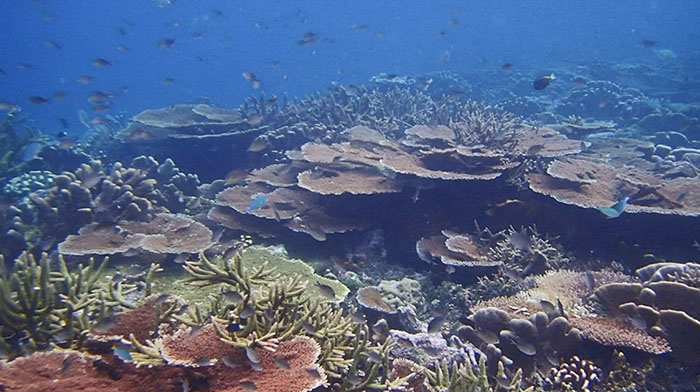 Ayau Islands, Raja Ampat