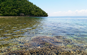 Turtle Homestay, Pulau Kri, Raja Ampat