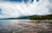 In this view, over healthy coral seen from Yennyar jetty, Marwes Homestay's beach is on the other side of the trees at right middle distance.