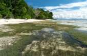 Low tide seagrass shallows