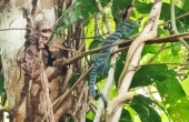 Blue-Spotted Tree Monitor <i>Varanus macraei</i> June 2025.<br /><i>Photo courtesy Ayem Homestay</i>