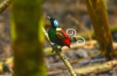 Wilson's Bird of Paradise, June 2025<br /><i>Photo courtesy Ayem Homestay</i>