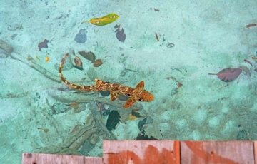 Citrus Homestay, Pulau Yanggelo, Gam, Raja Ampat